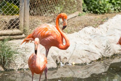 Fotobehang Flamingo's op een verblijf in een dierentuin