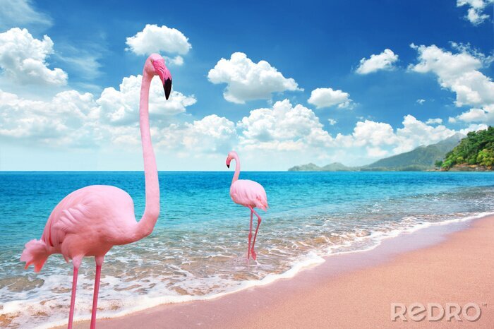 Fotobehang Flamingo's op het strand