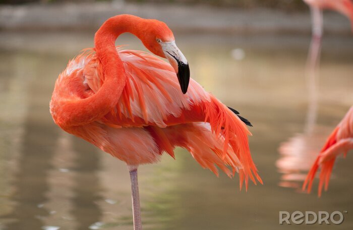 Fotobehang Flamingo's sierlijk wadend in het water