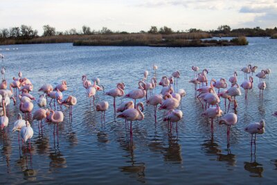 Fotobehang Flamingo's waden in de baai