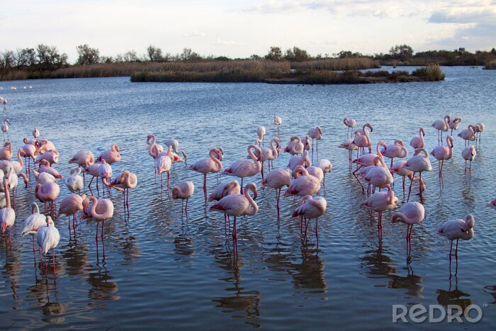 Fotobehang Flamingo's waden in de baai