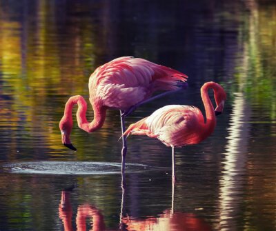 Flamingo's waden in het water