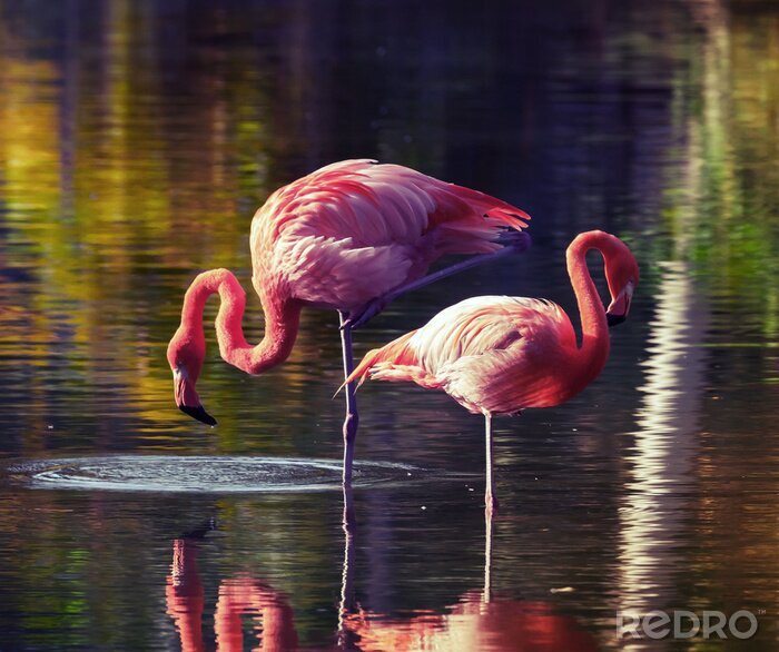 Fotobehang Flamingo's waden in het water