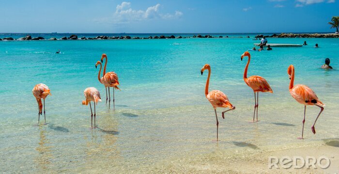 Fotobehang Flamingo's wadend in het water