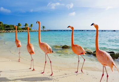 Fotobehang Flamingo's wandelen op het strand