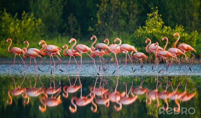 Fotobehang Flamingo's weerspiegelen op het wateroppervlak