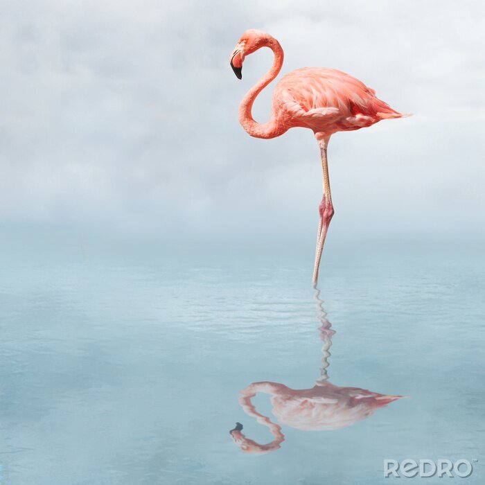 Fotobehang Flamingo tegen de lucht en het water