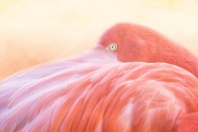 Fotobehang Flamingo verstopt zich tussen de veren
