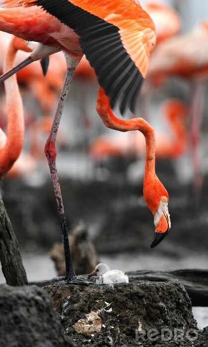 Fotobehang Flamingodieren en kuiken