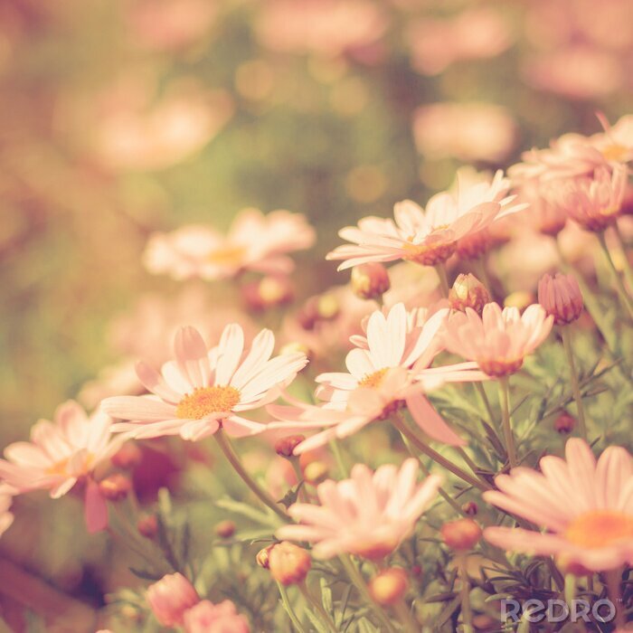 Fotobehang flower meadow vintage retro