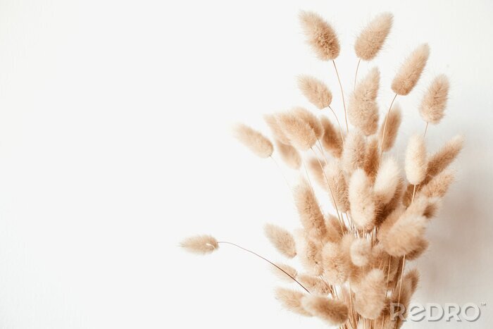 Fotobehang Fluffy tan pom pom plants bouquet on white background. Minimal floral holiday composition.