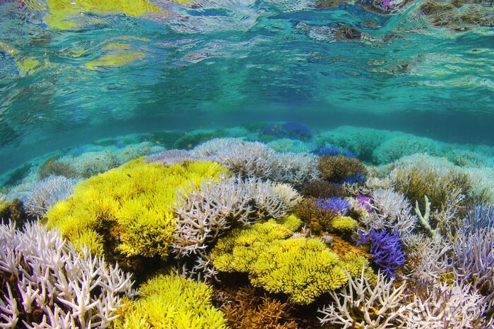 Fotobehang Fluorescerend koraalrif
