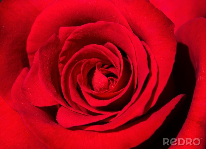 Fotobehang Fluweelrode roos
