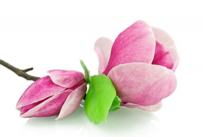 Foto van een magnolia op een witte achtergrond