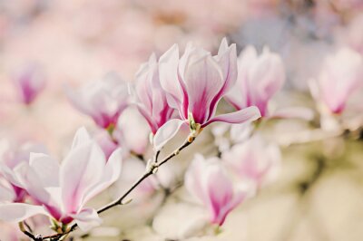 Fotografie van bloeiende magnolia's