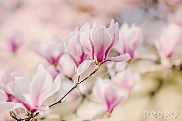 Fotobehang Fotografie van bloeiende magnolia's