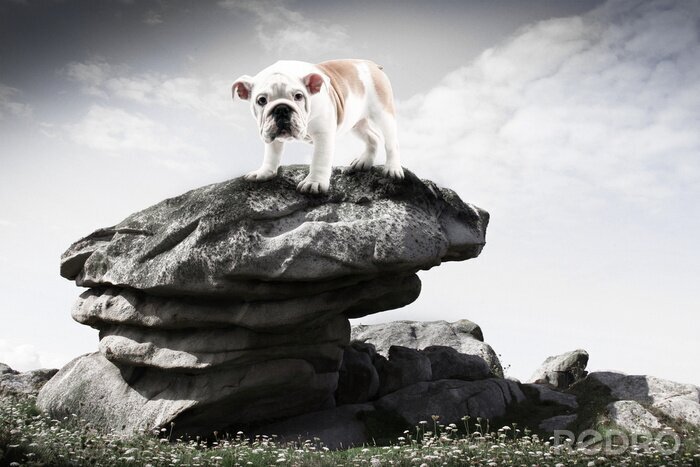 Fotobehang Franse bulldog tegen de lucht