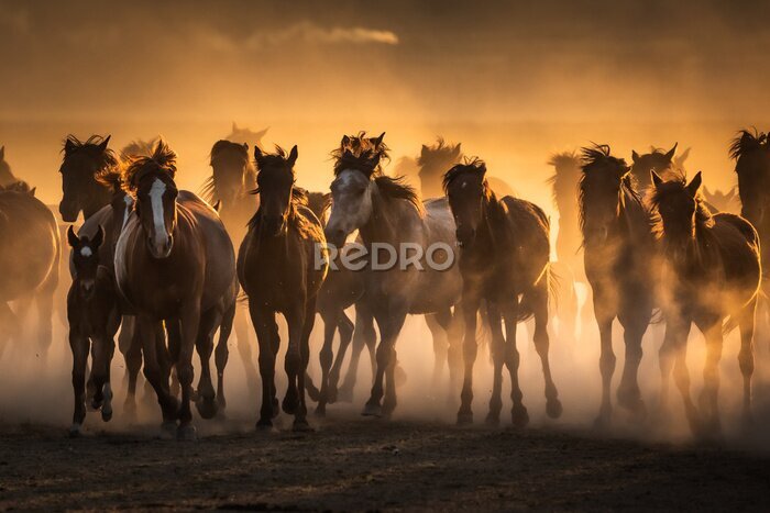 Fotobehang Free horses, left to nature at sunset. Cappadocia, Turkey