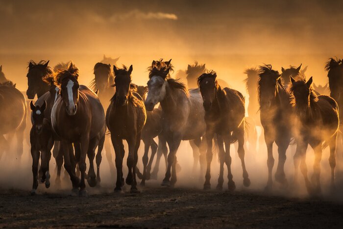 Fotobehang Free horses, left to nature at sunset. Cappadocia, Turkey