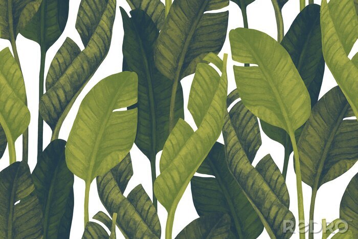 Fotobehang Fresh green banana leaves on white background. Tropical greenery seamless pattern
