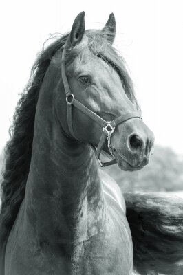 Fotobehang Fries paard in zwart en wit