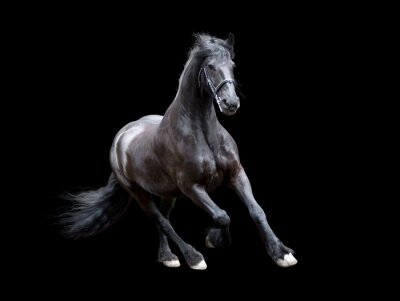 Fotobehang Fries paard op zwarte achtergrond