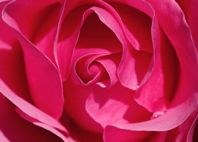 Fotobehang Fuchsia-kleurige roos