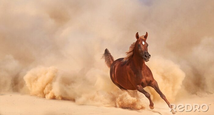 Fotobehang Galopperend Arabisch paard in het stof