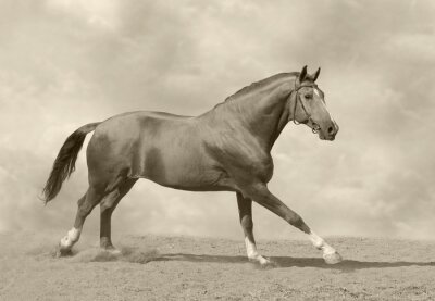 Fotobehang Galopperend paard in sepia