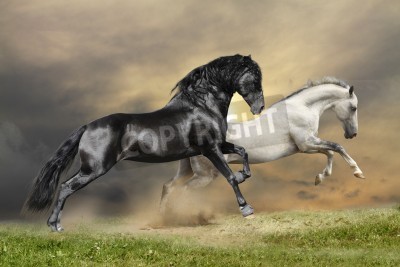 Fotobehang Galopperende paarden door de weide