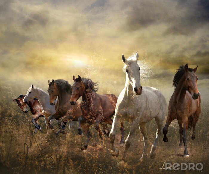 Fotobehang Galopperende paarden en ondergaande zon