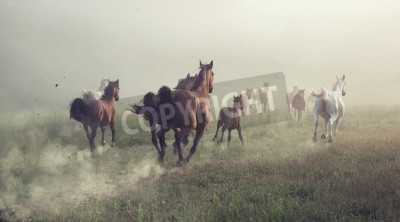 Fotobehang Galopperende paarden in de ochtend