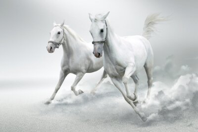 Fotobehang Galopperende paarden op een witte achtergrond