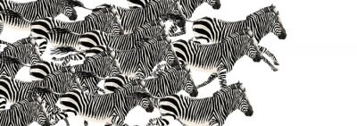 Fotobehang Galopperende zebra's op witte achtergrond
