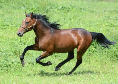 Fotobehang Galopperende zwarte paarden