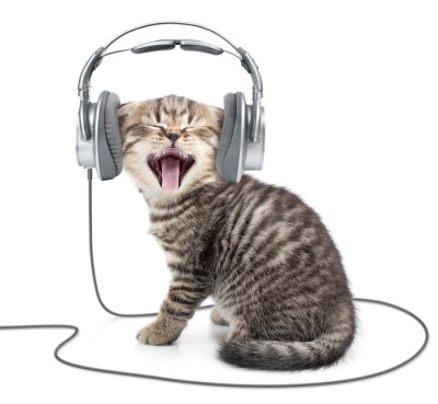 Fotobehang Gapend katje met koptelefoon