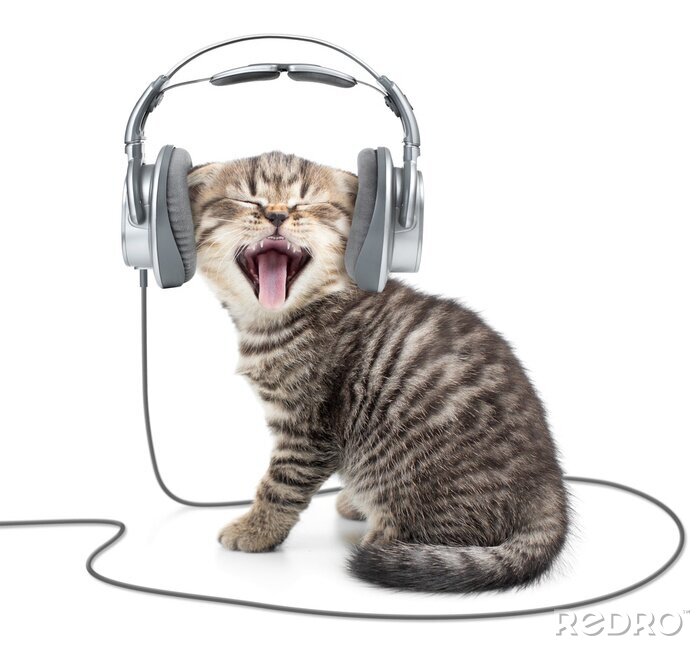 Fotobehang Gapend katje met koptelefoon