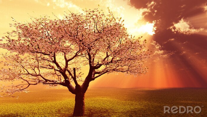 Fotobehang Gebloeide boom