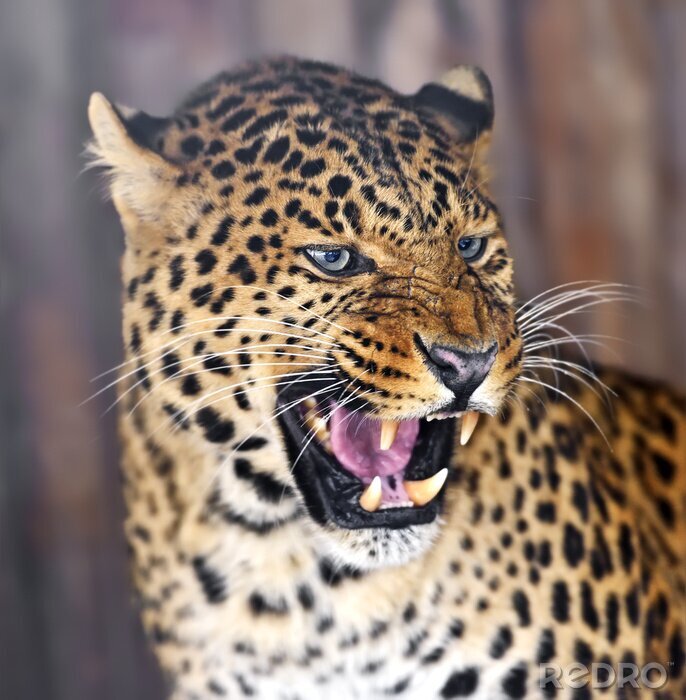 Fotobehang Gecamoufleerd luipaard toont hoektanden