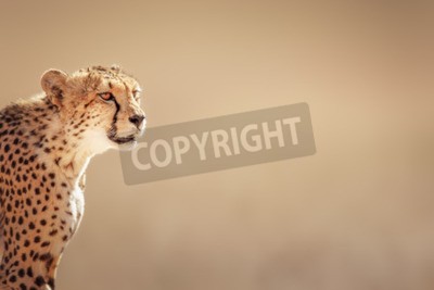 Fotobehang Gecentreerd dier op een savanne