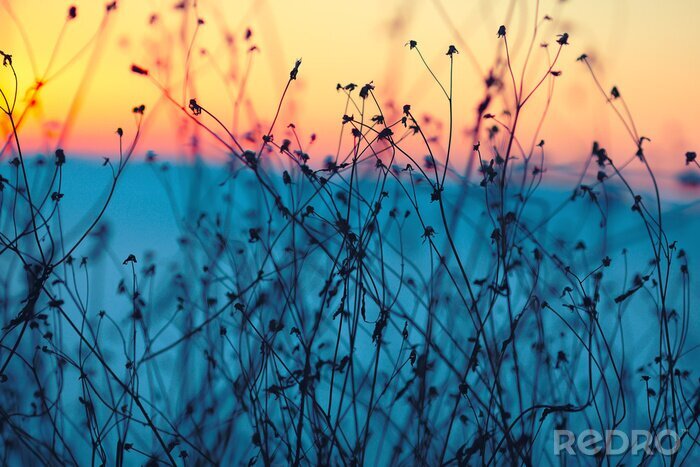 Fotobehang Gedroogde bloemen op een achtergrond zonsondergang