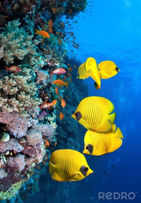Fotobehang Geel koraalrif en vissen