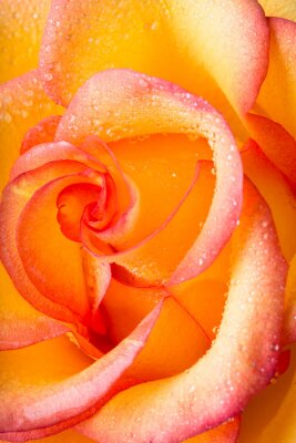 Fotobehang Geel-oranje roos in close-up