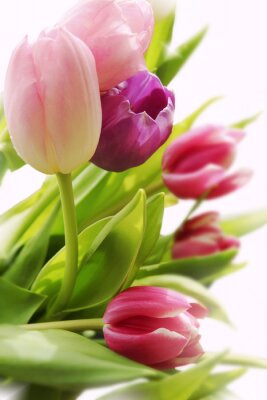 Fotobehang Gekleurde bloemen