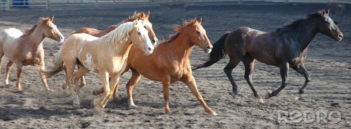 Fotobehang Gekleurde dieren