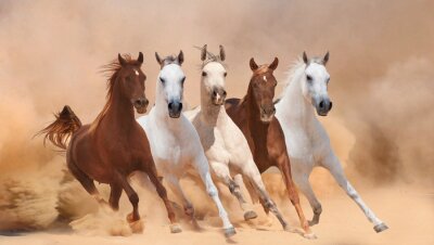 Gekleurde paarden in de woestijn