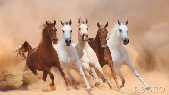 Fotobehang Gekleurde paarden in de woestijn