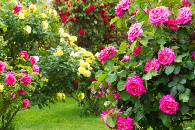 Fotobehang Gekleurde rozen aan struiken