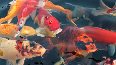 Fotobehang Gekleurde vissen in 3D