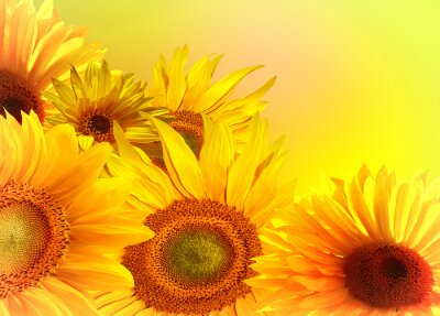 Fotobehang Gele achtergrond met zonnebloemen